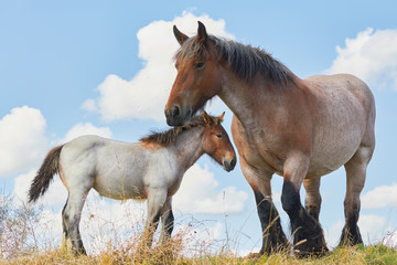 Obraz premium Mare with foal close together