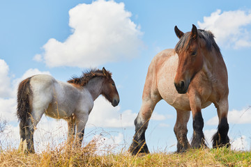 Fototapeta premium Mare with foal close together