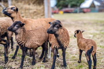 Portrait of Cameroon sheep. Sheep on pasture, looking into the lens. young lamb © Zedspider