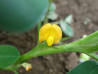 落花生の花