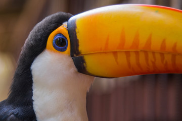 The Tucano toco