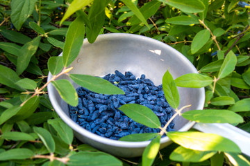 Bowl of honeysuckle berry or woodbine with green leaves and branches. Close up view.