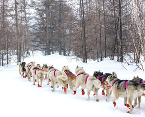 Naklejka premium The dog sled running on a winter landscape