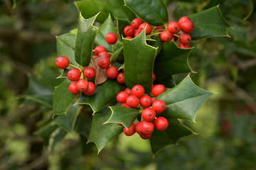 Decoration of hollies, berries. Freshly cut holly branch as holiday decor with defocused christmas tree and lights in background. Macro with shallow dof.