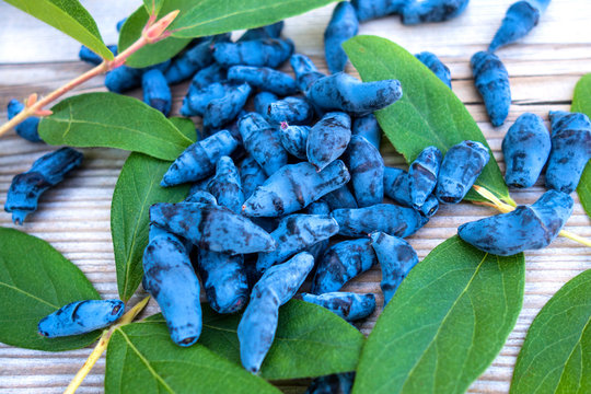 Honeysuckle berry or woodbine with green leaves on light coloured wooden background. Close up view.