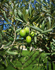 Olives on the branch with leafs
