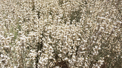 The white flowers of Spartocytisus supranubius known locally as Retama del Teide or Broom of Teide an endemic shrub dominant to the high altitude areas of Tenerife, found mostly in Teide National Park