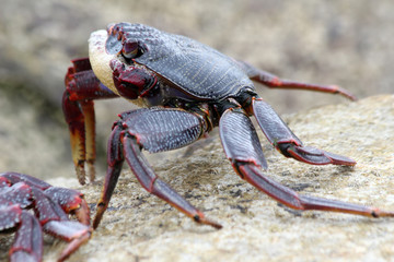 rote_Klippenkrabbe