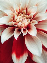 flower of dahlia on black background