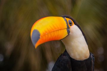 The Tucano toco