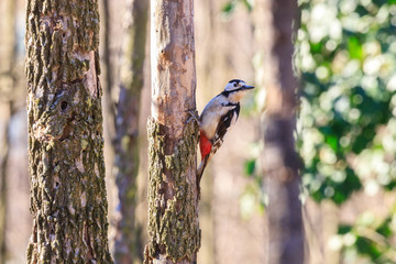 picchio rosso maggiore (Dendrocopos major)