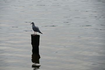 Möwe auf einem Holzpfahl in der Alster