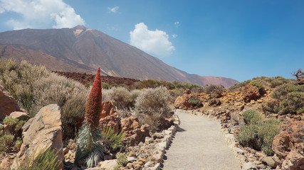 Path through Teide National Park, with the volcano, Pico del Teide surrounded by the endemic vegetation and one lonely flower of Echium wildpretii or Tajinaste Rojo, Tenerife, Canary Islands, Spain