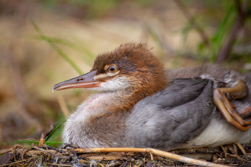 Juveniele Grebe bird resting on a shore of the river and looking into the caera atentively. Extreme closeup portrait.