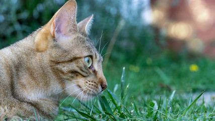 getigerte katze beim spielen im garten