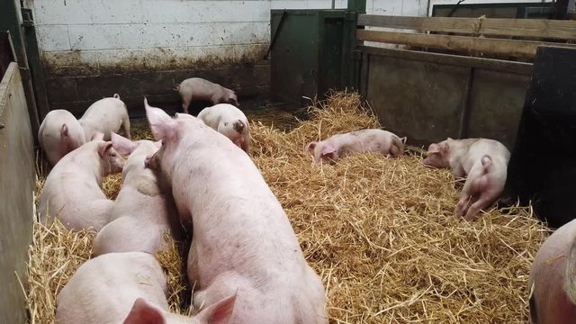 Pigs and Piglets in a pig pen with straw hay on the floor