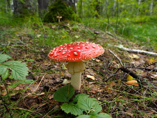 fly agaric mushroom with red hat in the forest