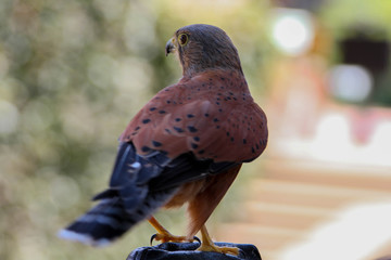 Falcon