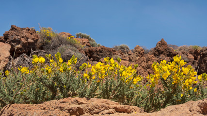 Adenocarpus viscosus known locally as Codeso del Pico with its striking yellow bright flowers, an endemic shrub dominant to the high altitude areas of Tenerife, found mostly in Teide National Park