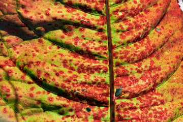 Macro closeup of a diseased colorful leaf