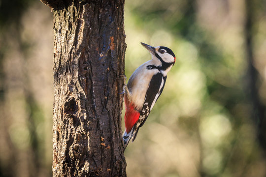 picchio rosso maggiore (Dendrocopos major)