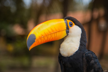 The Tucano toco