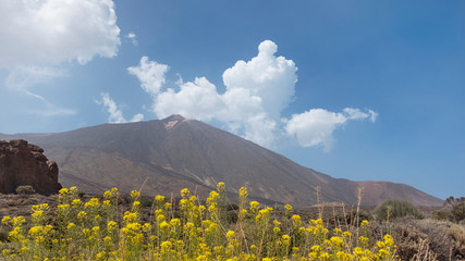 Descurainia bourgaeana known as hierba pajonera or flixweed framing Pico del Teide in Las Canadas del Teide or Teide National Park, a flowery plant endemic to the high altitude areas of Tenerife