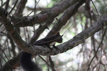 Squirrel in a tree