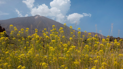 Descurainia bourgaeana known as hierba pajonera or flixweed framing Pico del Teide in Las Canadas del Teide or Teide National Park, a flowery plant endemic to the high altitude areas of Tenerife