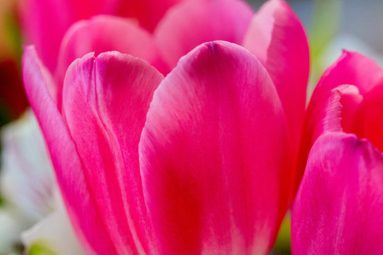 bright pink tulips in a colorful spring bouquet