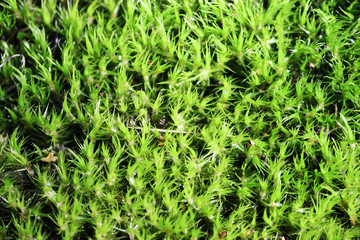 Top view of green moss.