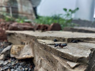 Ant
