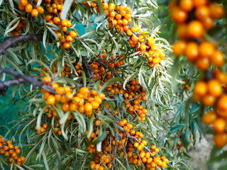 bright orange berry sea buckthorn on a tree branch