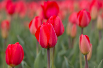 Obraz premium pink tulip blossoms spring iwo jima memorial arlington virginia