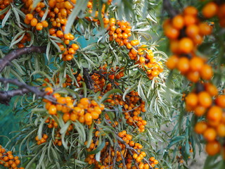 bright orange berry sea buckthorn on a tree branch