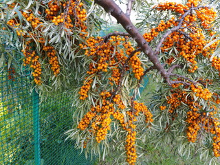 Naklejka na ściany i meble bright orange berry sea buckthorn on a tree branch