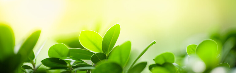 Nature of green leaf in garden at summer. Natural green leaves plants using as spring background cover page greenery environment ecology wallpaper