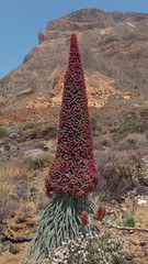 Echium wildpretii also known as Tajinaste rojo flower, protected endemic biennial plant growing at high altitude in Teide National Park, on the path to Alto de Guajara, Tenerife, Canary Islands, Spain