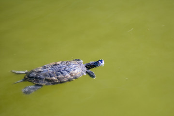 Obraz premium turtle swimming in a pond