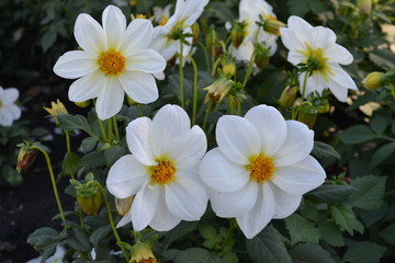 Annual dahlia flowers of different colors.