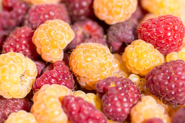 heap of red and yellow ripe juicy raspberry