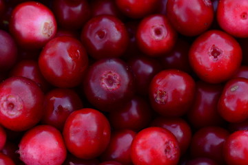 Heap lingonberries red bright colors ripe fresh fruits for a healthy eating