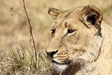Female Lion