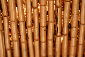 Bamboo