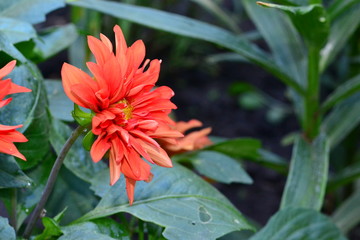 Annual dahlia flowers of different colors.