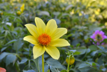 Obraz premium Annual dahlia flowers of different colors.