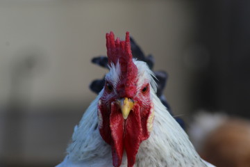 Chicken © Pawe