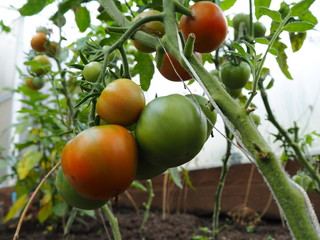 red and green tomatoes on a bush branch