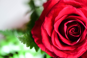 Yellow and Red flower petals on Background