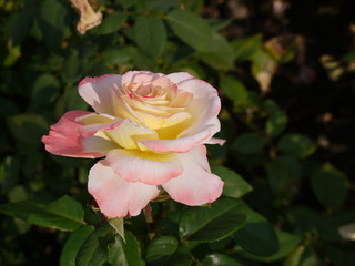 Blühende Rose 1